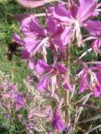 Q_Pub_09_330