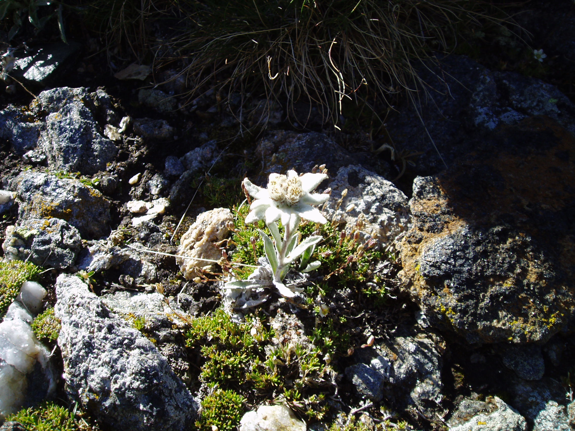 J2-8 Edelweiss