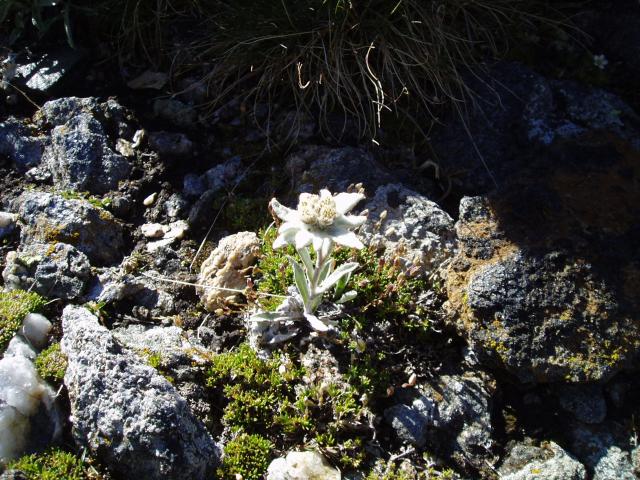 J2-8 Edelweiss