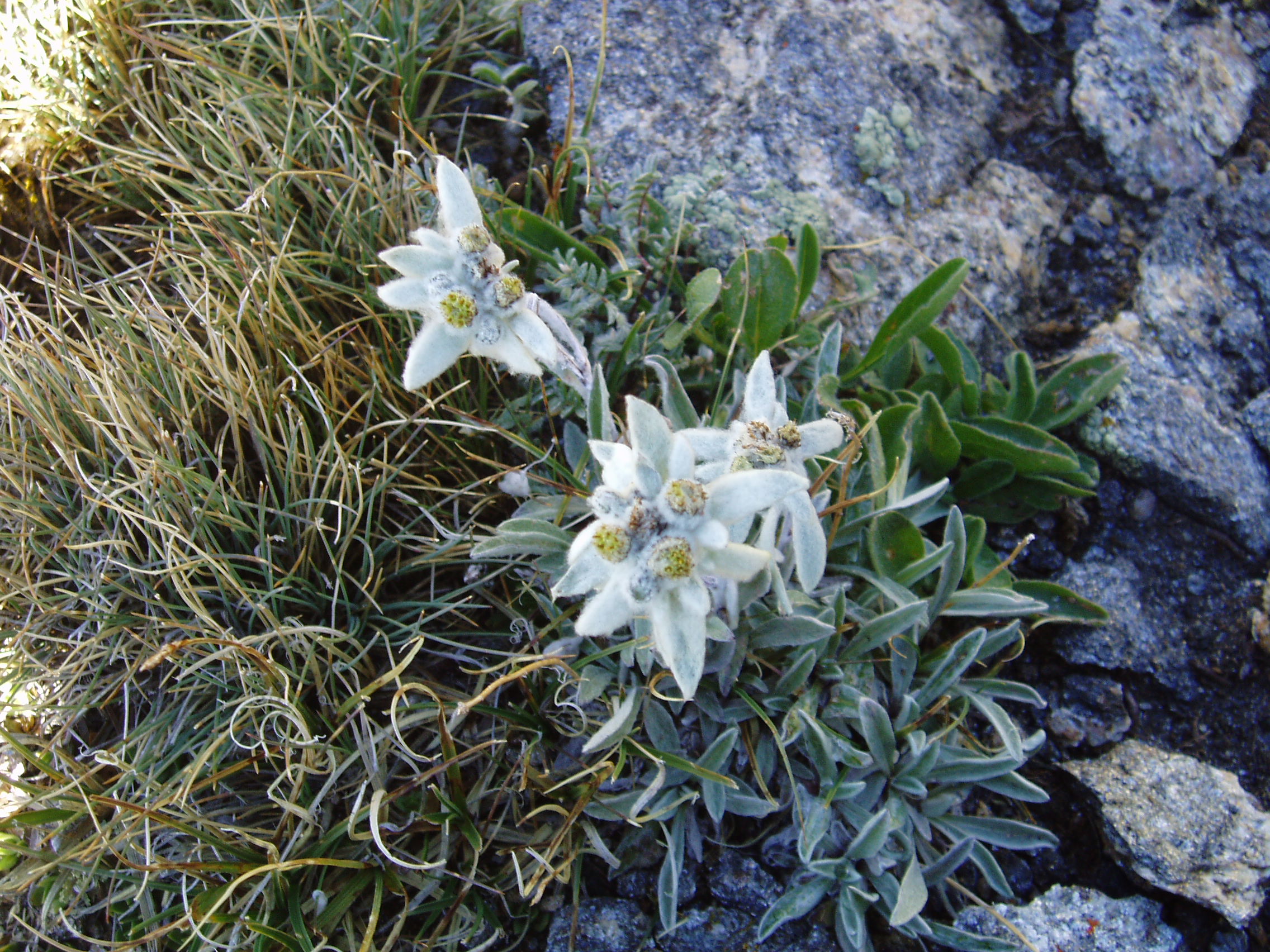J2-9 Edelweiss2