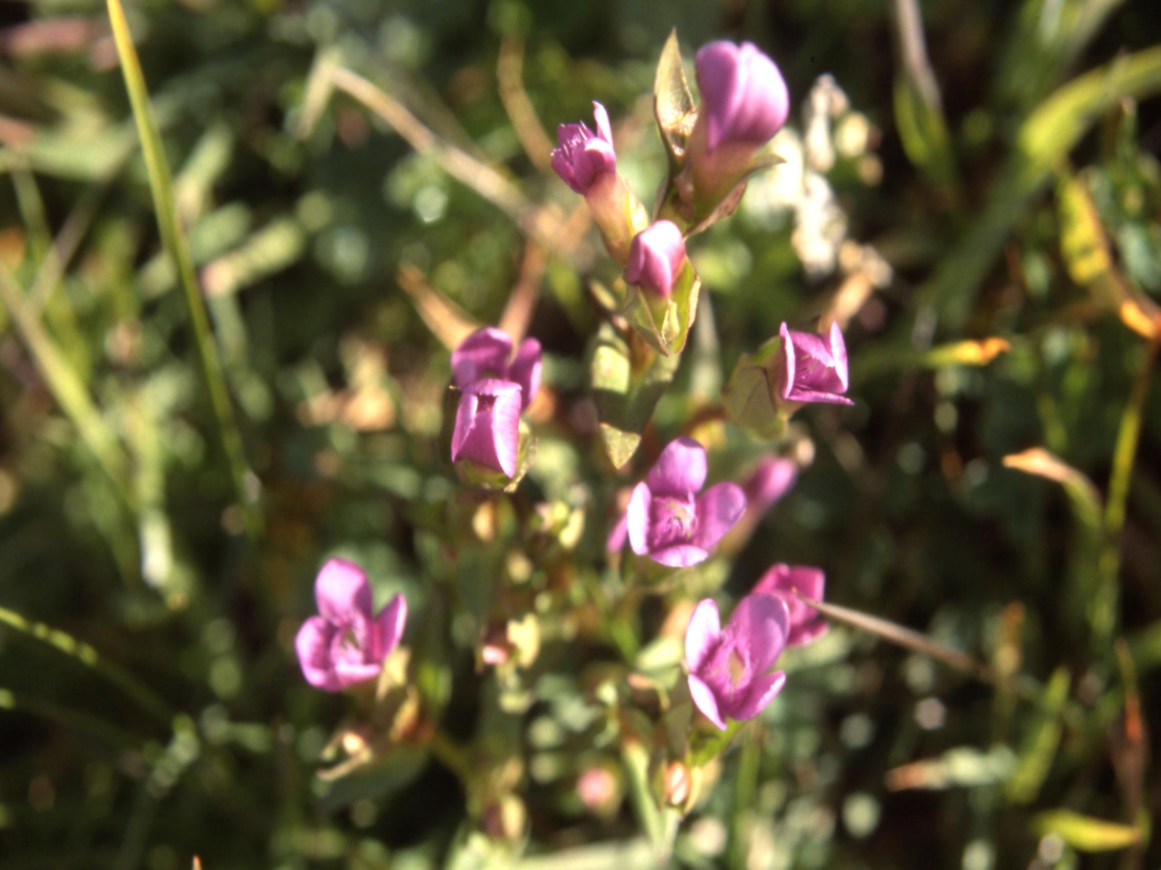 J5-4 Gentiane